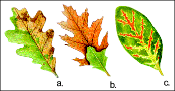 Oak Wilt Leaves.gif